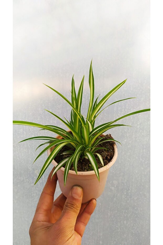 Kurdele Çiçeği - 1