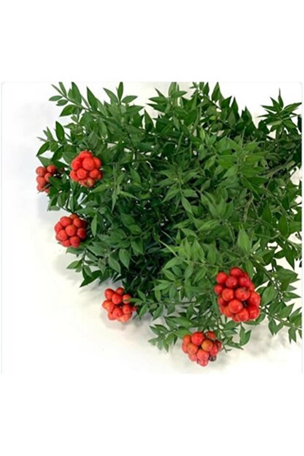 Yılbaşı Çiçeği - 3