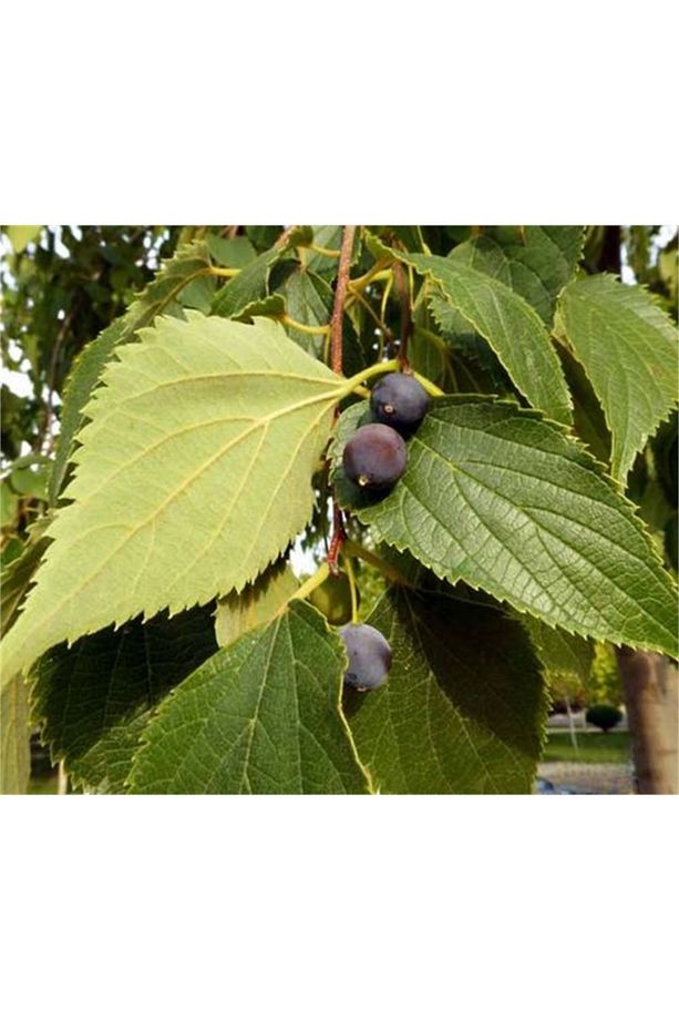 Celtis Australis Adi Çitlenbik Dağdağan Çitlembik Fidanı 40-60 Cm - 1