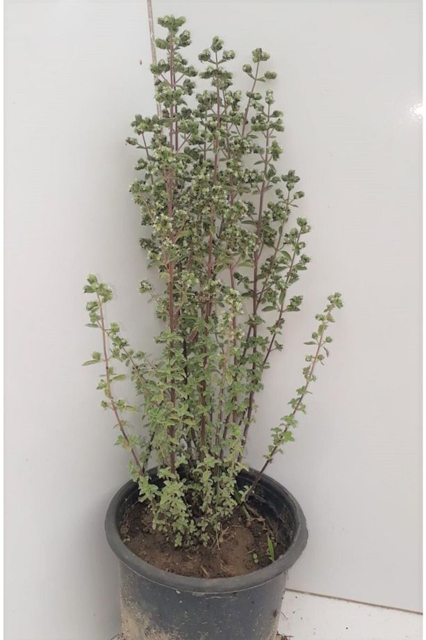 Origanum Microphyllum Minik Yapraklı Mercanköşk Fidesi 10-30 cm - 1