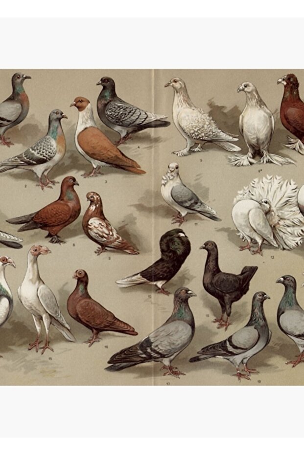 Güvercin Irkları Tablosu Tablo Ahşap Poster Dekoratif - 1