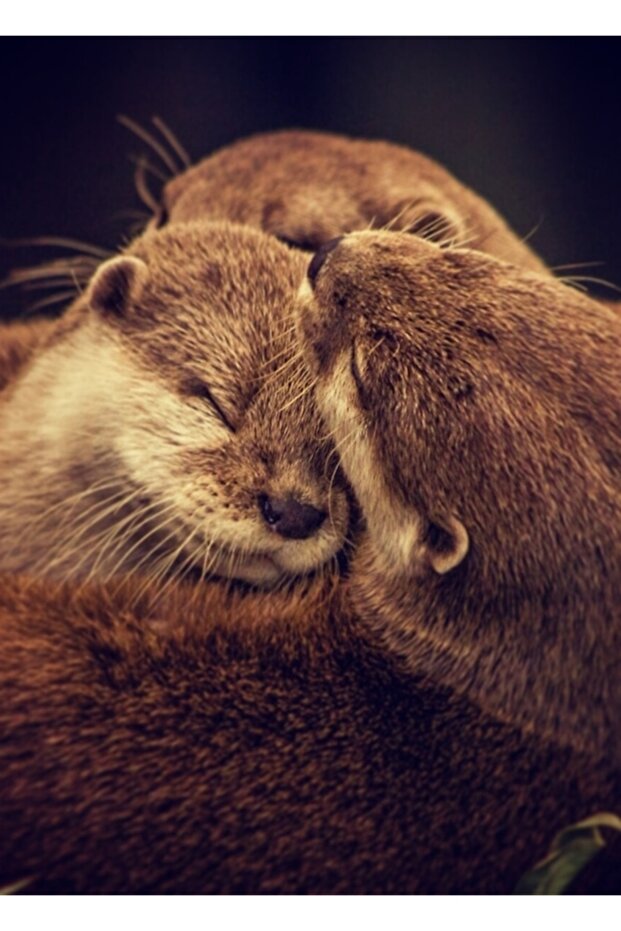 Otter Painting Wooden Poster Decorative