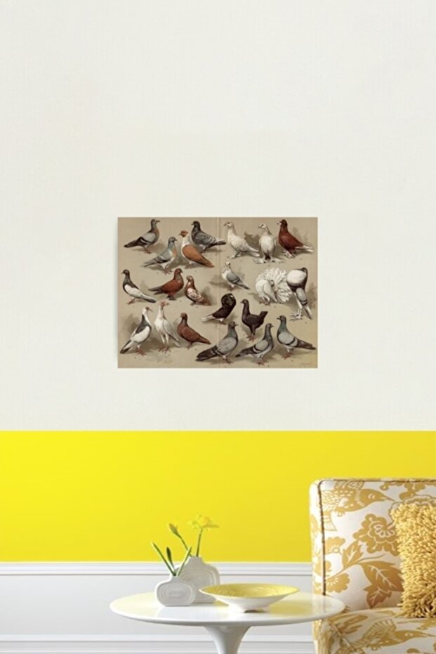 Güvercin Irkları Tablosu Tablo Ahşap Poster Dekoratif - 2
