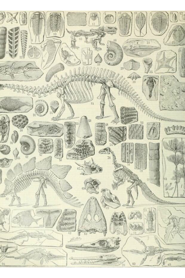 Fossil Chart Table Wooden Poster Decorative