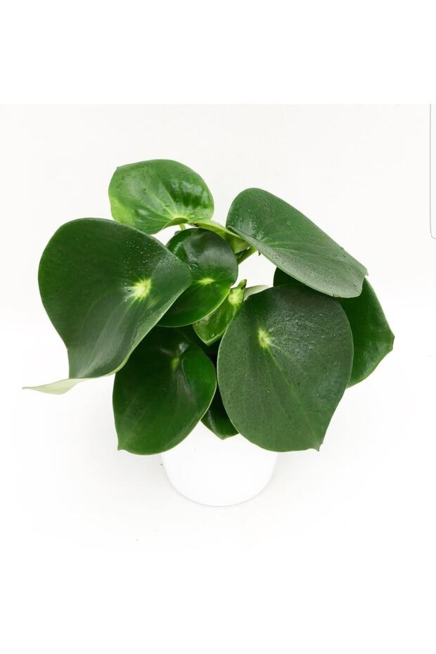 Peperomia Çiçeği-zümrüt Dalgası Çiçeği - 1