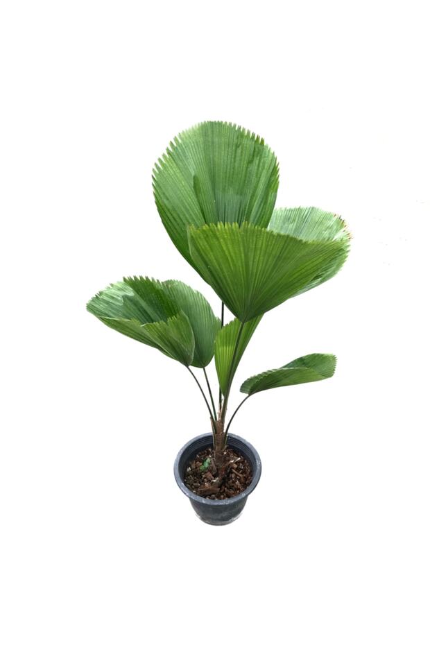 Licuala Cordata - 1