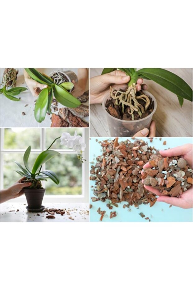 2 Lt Orkide Toprağı - 2