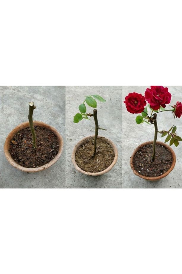 2 Adet Tüplü Gül Fidanı (bayrak Kırmızı) 1 Yaşında Yediveren Sarmaşık Kokulu 20-25cm - 2