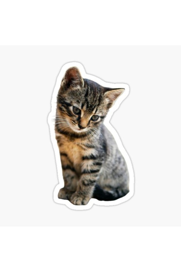 Little Baby Cat Car Auto Sticker Sticker Colorful E6