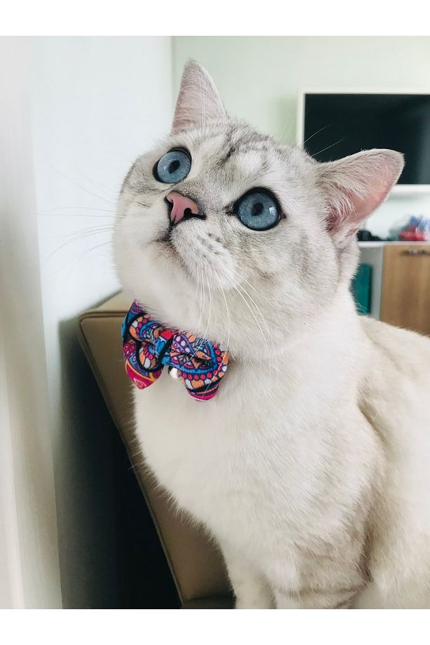 Ayarlanabilir Papyonlu Ve Çınçınlı Kedi Tasması - 3