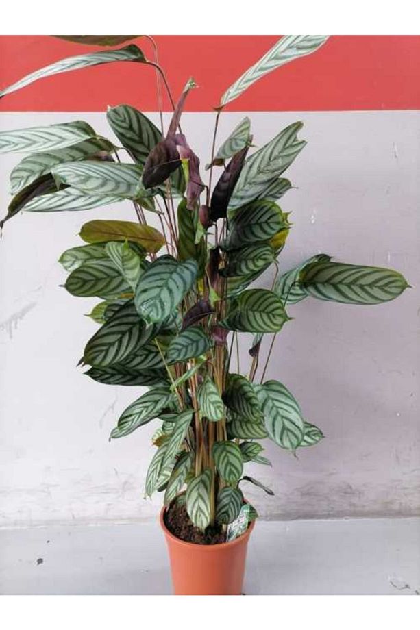 Calathea Dua Çiçeği Ithal Ev Ve Ofis Bitkisi - 1