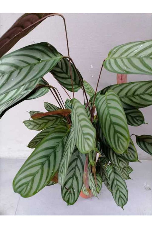 Calathea Dua Çiçeği Ithal Ev Ve Ofis Bitkisi - 2
