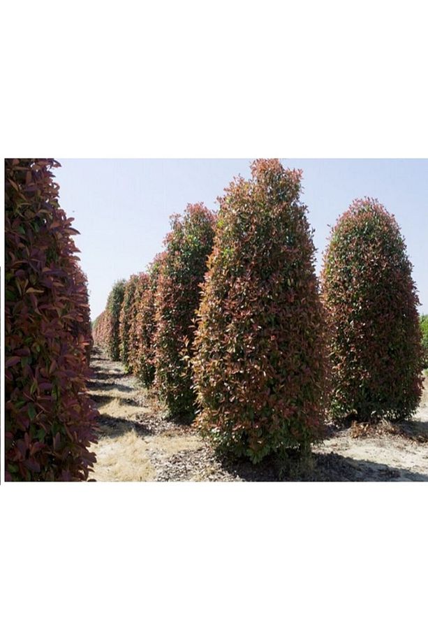 10 Adet Adet Tüplü Alev Çalısı, Alev Ağacı 40-50 Cm. Tüplü Fidanlar Her Mevsim Dikilebilir - 7