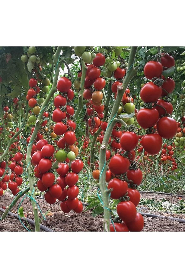 Sırık Domates Fidesi (kokteyl) F1 1. Kalite 6 Adet - 2
