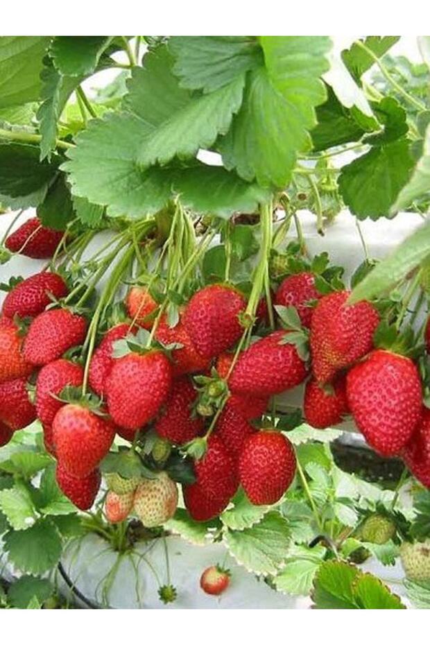15 Adet Soğuklara Dayanıklı Yediveren Yüksek Rakım Çilek Fidanı Fidesi - 1