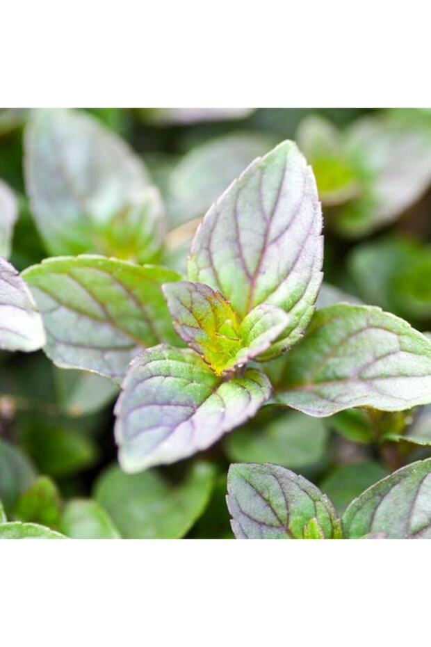 Mentha X Piperita Citaro Limon Aromalı Nane Fidesi-3 Adet - 1