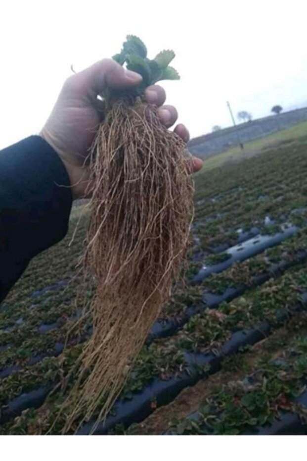 Ada Tarım 5 Adet Soğuklara Dayanıklı Yüksek Rakım Çilek Fidesi Fidanı - 5