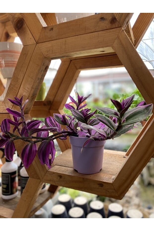 Telgraf Çiçeği - 2