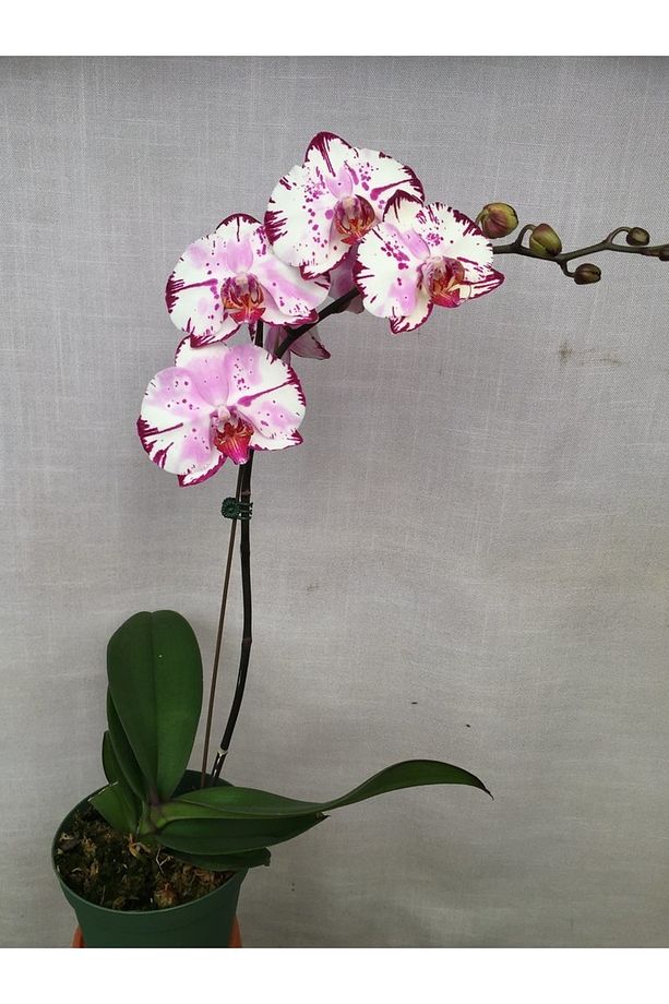 Phalaenopsis Tek Dal Magic Art Orkide, Mor Benekli Orkide - 1