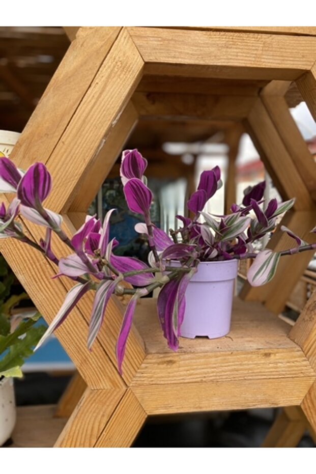 Telgraf Çiçeği - 1