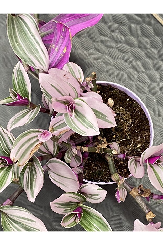 Telgraf Çiçeği - 3