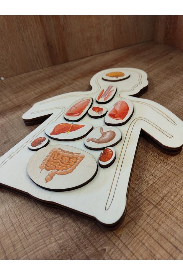 Renkli Organlar Ahşap Puzzle - 1