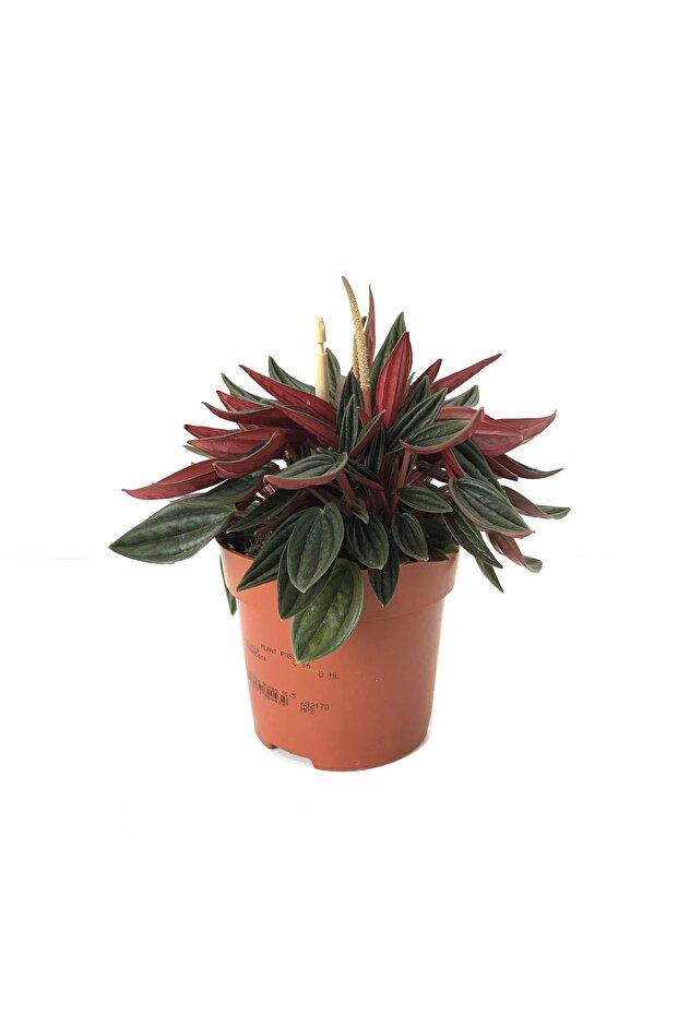 Peperomia Caperata - 1
