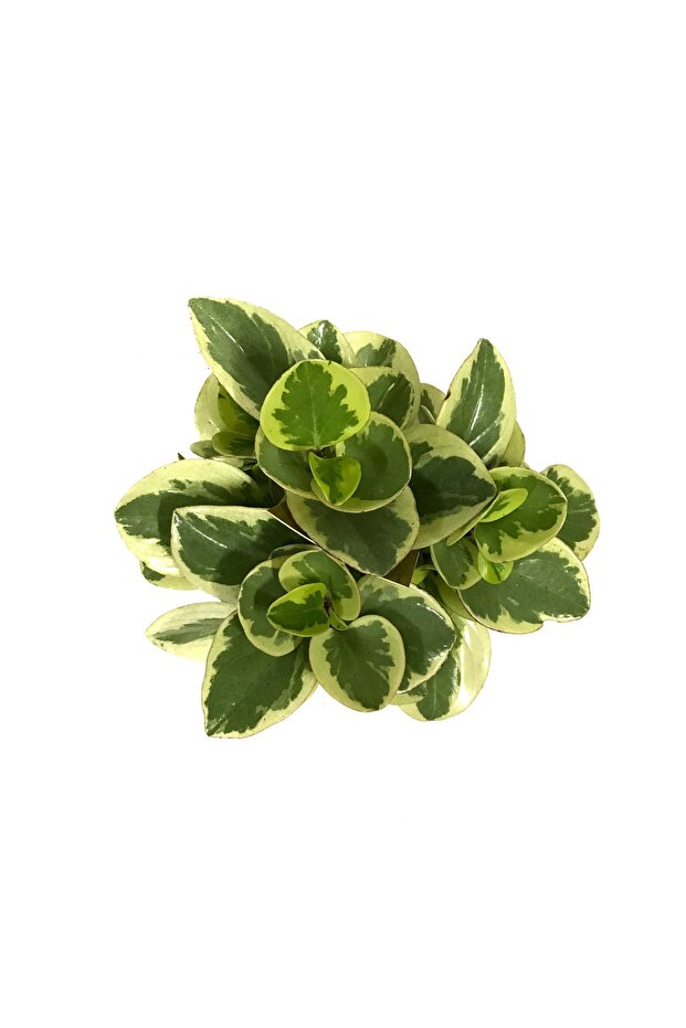 Peperomia Obtipan 'bicolor' - 2