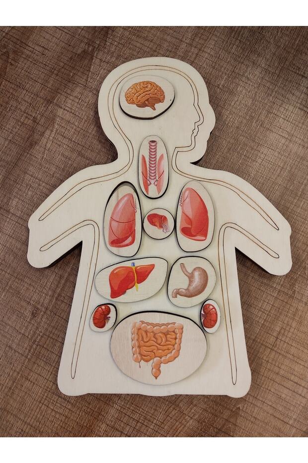 Renkli Organlar Ahşap Puzzle - 3