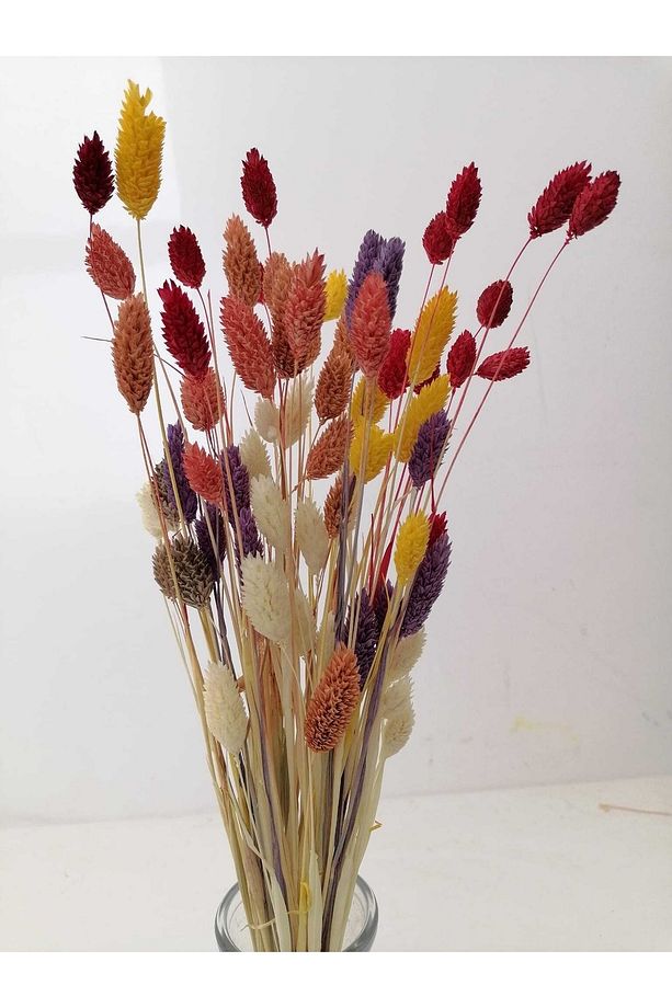Karışık Renkler, Kuş Otu (PHALARİS) Kuru Çiçek, Demet, Ortalama 40-45 Cm Boy - 3