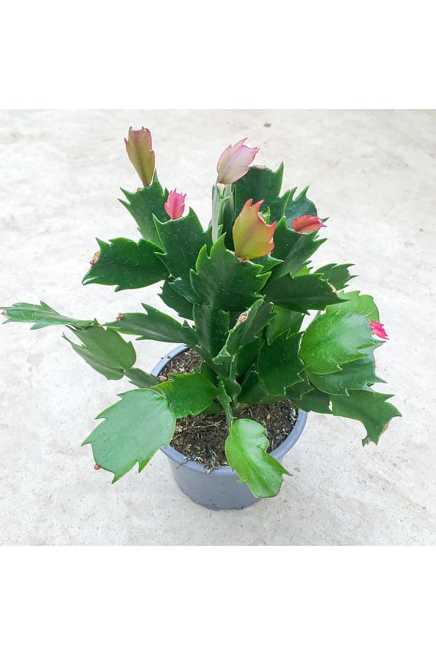 Schlumbergera Truncata - Yılbaşı Kaktüsü Ithal (8.5 Cm Saksıda) - 1