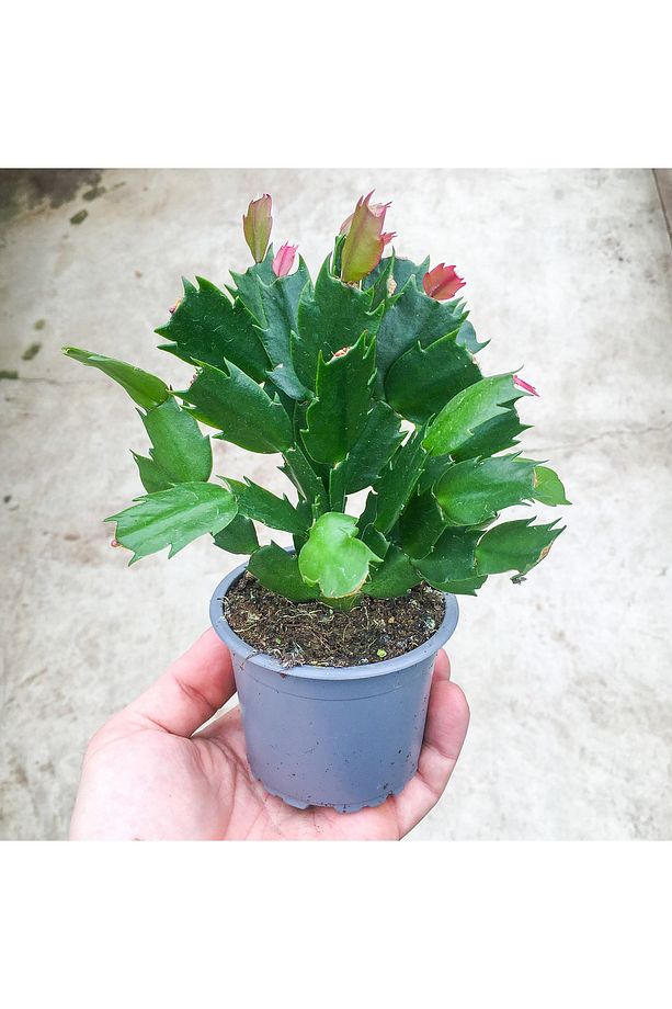 Schlumbergera Truncata - Yılbaşı Kaktüsü Ithal (8.5 Cm Saksıda) - 2