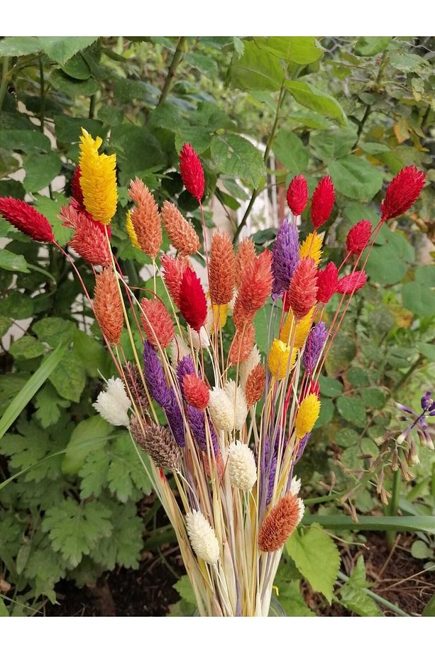 Karışık Renkler, Kuş Otu (PHALARİS) Kuru Çiçek, Demet, Ortalama 40-45 Cm Boy - 5
