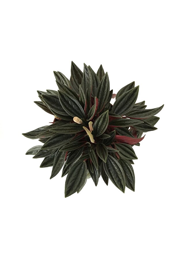 Peperomia Caperata - 2