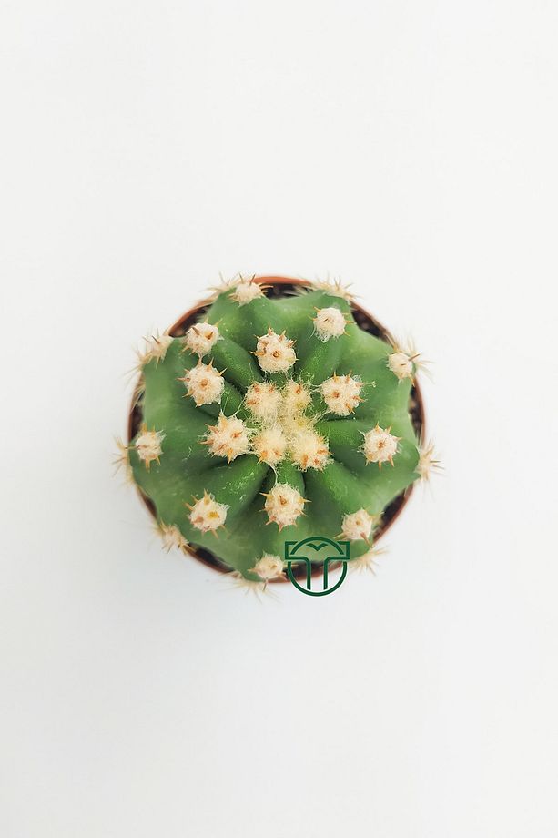 Echinopsis Subdenudata Beyaz Çiçekli Kaktüs 5.5 Cm Saksıda - 2