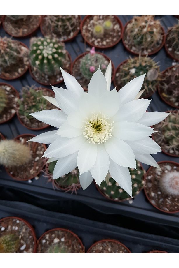 Echinopsis Subdenudata Beyaz Çiçekli Kaktüs 5.5 Cm Saksıda - 3