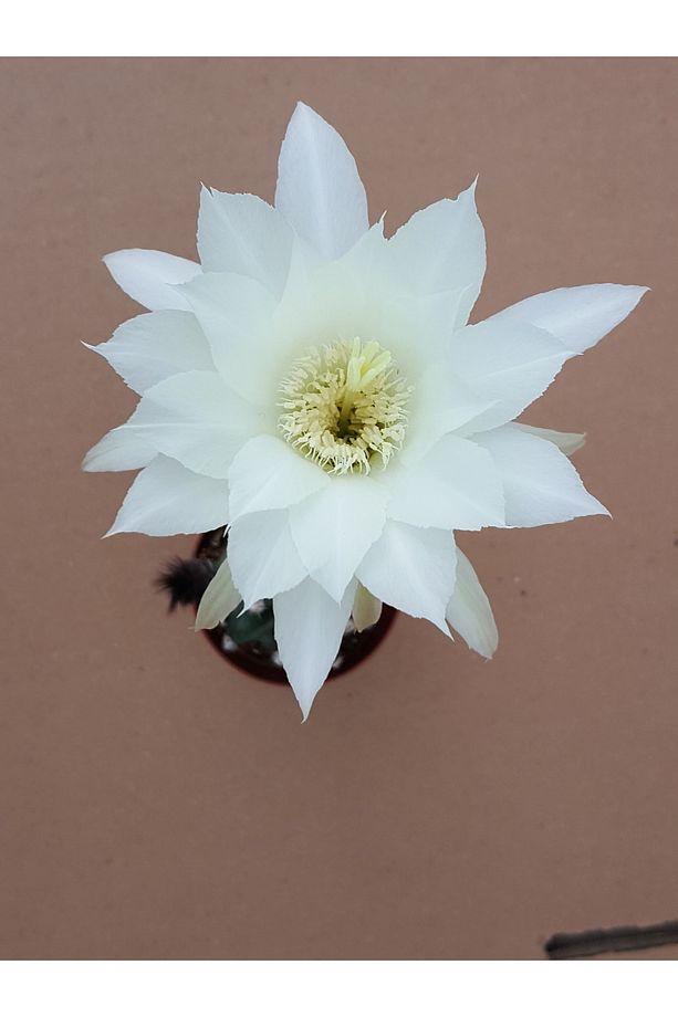 Echinopsis Subdenudata Beyaz Çiçekli Kaktüs 5.5 Cm Saksıda - 4