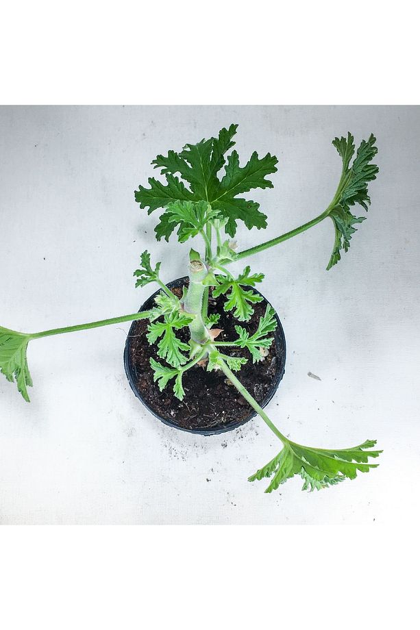 Pelargonium Graveolens - Itır Bitkisi Mis Kokulu (8.5 Cm Saksıda) - 4