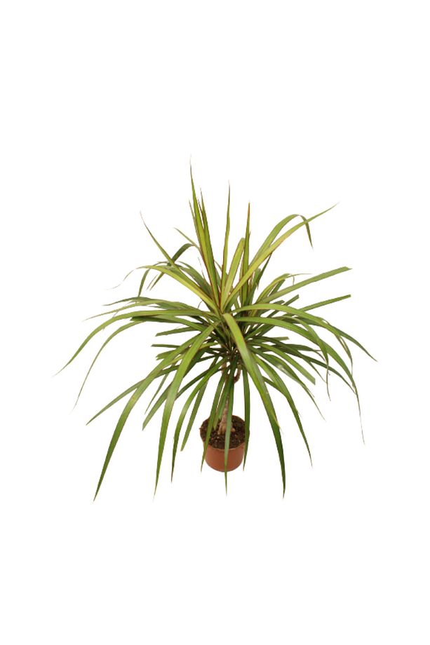 Dracaena Marginata - Draçena Dişi Ejderha -tek Gövdeli 70-80 Cm Ev Ofis Bitkisi Hediyelik - 2