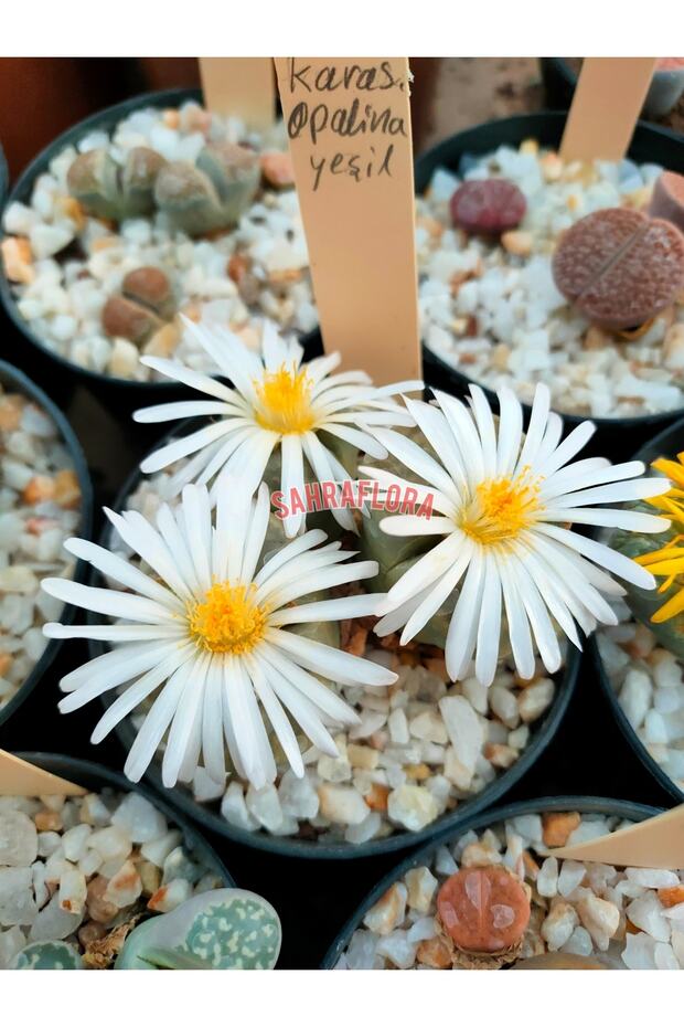 Kaktüs - Taş Kaktüs - Lithops ( Karışık 20'li Yetişkin Set ) - 6