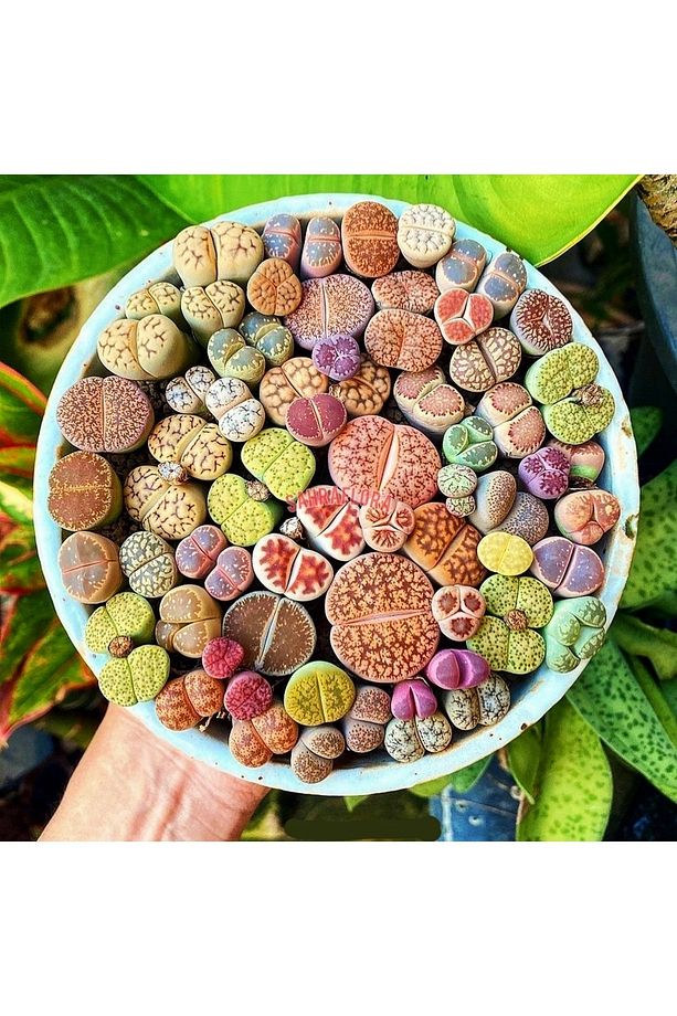Kaktüs - Taş Kaktüs - Lithops ( Karışık 50'li Yetişkin Set ) - 2