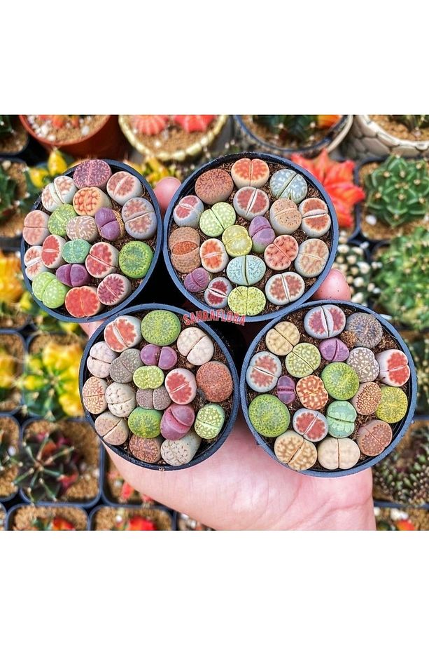 Kaktüs - Taş Kaktüs - Lithops ( Karışık 20'li Yetişkin Set ) - 3