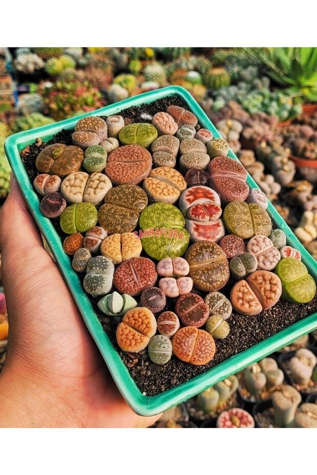 Kaktüs - Taş Kaktüs - Lithops ( Karışık 50'li Yetişkin Set ) - 4