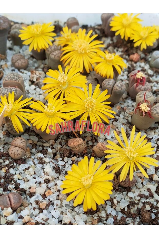 Kaktüs - Taş Kaktüs - Lithops ( Karışık 50'li Yetişkin Set ) - 5