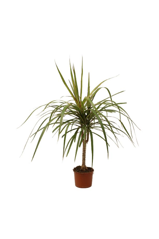 Dracaena Marginata - Draçena Dişi Ejderha -tek Gövdeli 70-80 Cm Ev Ofis Bitkisi Hediyelik - 1