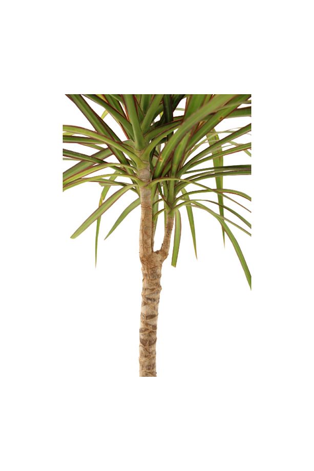 Dracaena Marginata - Draçena Dişi Ejderha -tek Gövdeli 70-80 Cm Ev Ofis Bitkisi Hediyelik - 3
