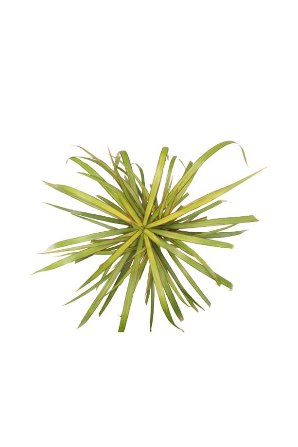 Dracaena Marginata - Draçena Dişi Ejderha -tek Gövdeli 70-80 Cm Ev Ofis Bitkisi Hediyelik - 4