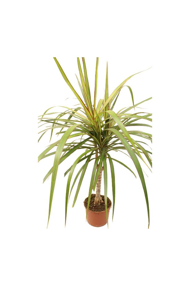 Dracaena Marginata - Draçena Dişi Ejderha -tek Gövdeli 70-80 Cm Ev Ofis Bitkisi Hediyelik - 5