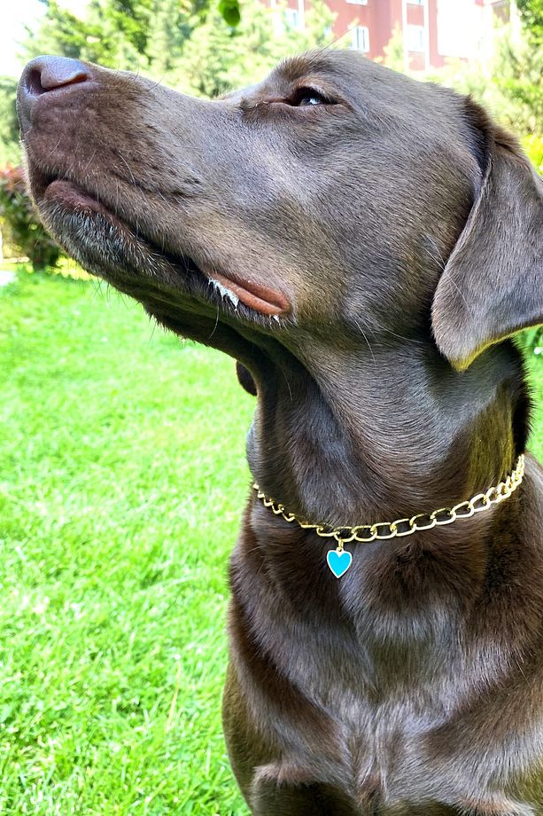Köpek Boyun Tasması Köpek Tasması Mavi Kalp Detaylı Ayarlanabilir Köpek Kolyesi Gold Zincir - 1