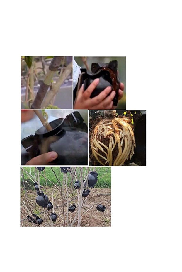 Bitki Köklendirme Topu 80 Mm - 1